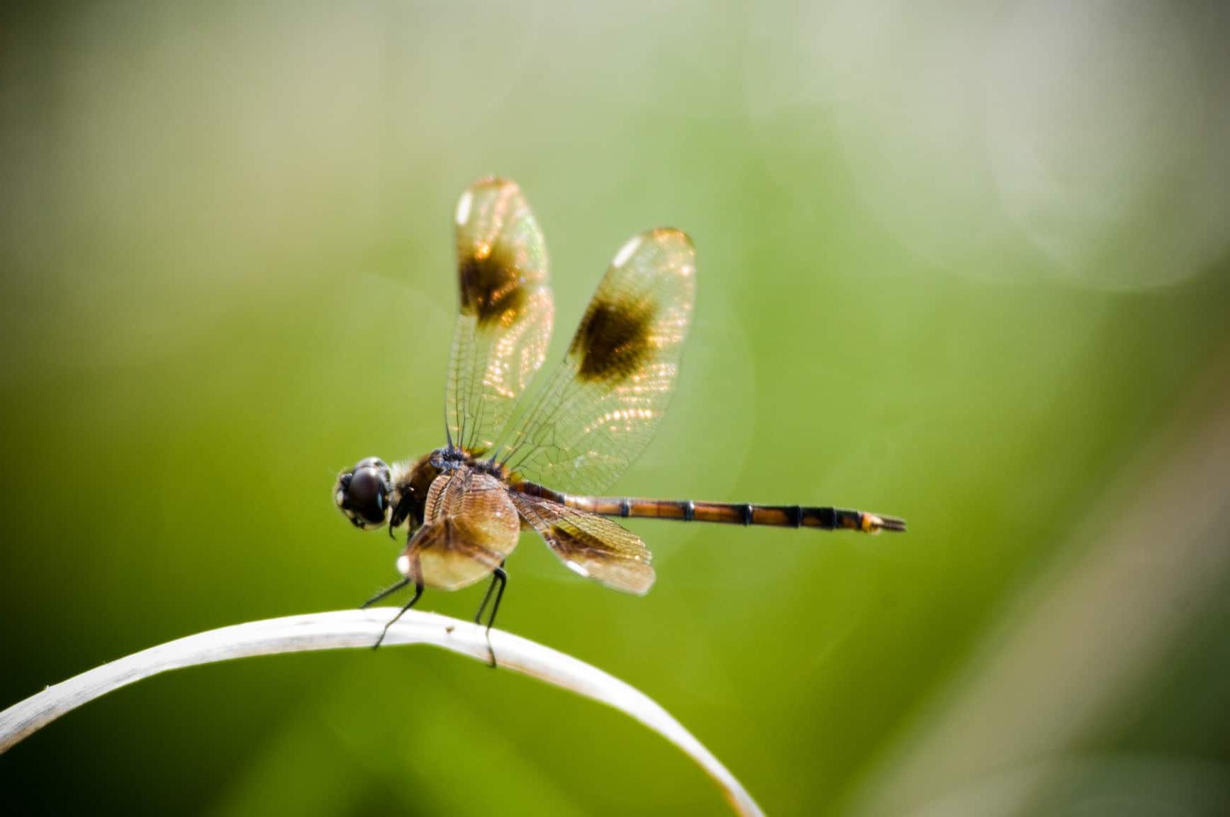 Dragonfly resting on plant