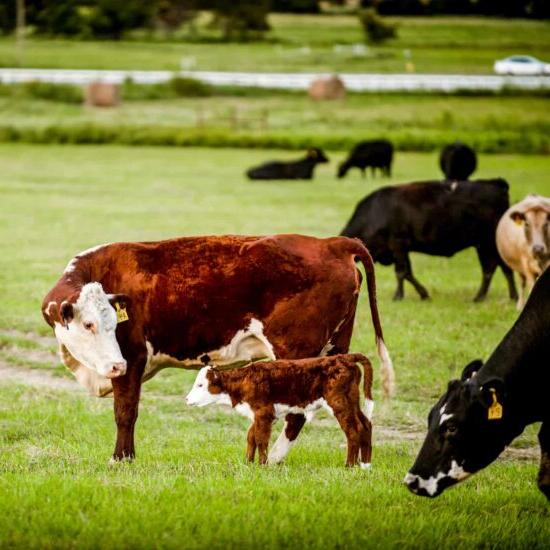 A picture of a cow with a calf.