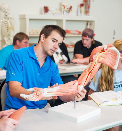 Student studying the anatomy of a muscle skeletal arm.