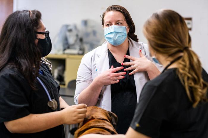 Three veterinarians examine a dog.