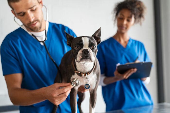 Dog being examined by a veterinarian.